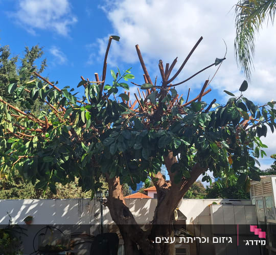 עץ גזום עם עלים ירוקים בשטח חיצוני